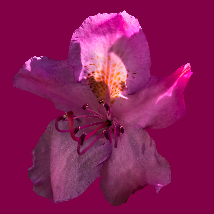 A single bloom