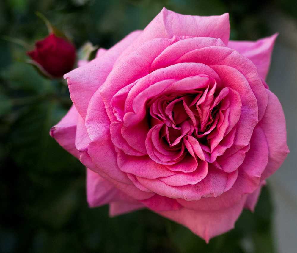 Our rose bush