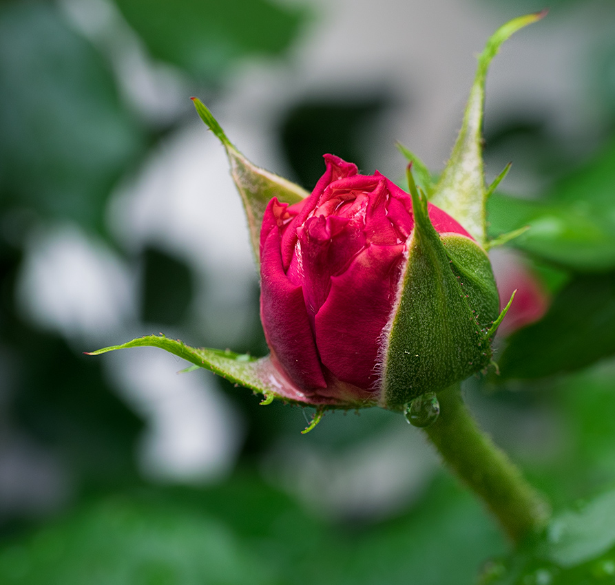 Our rose bush