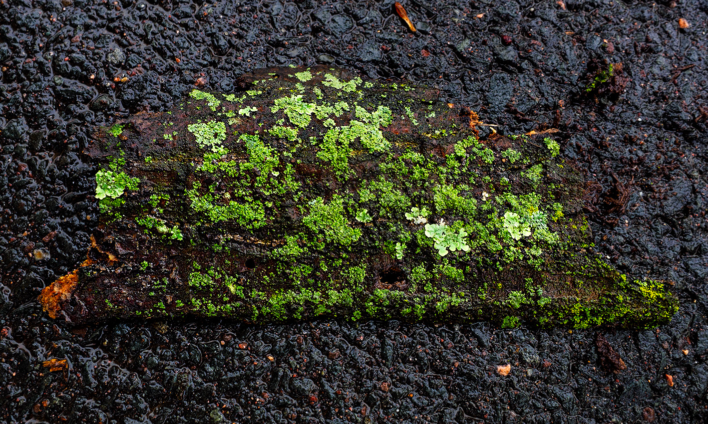A piece of bark on the path.