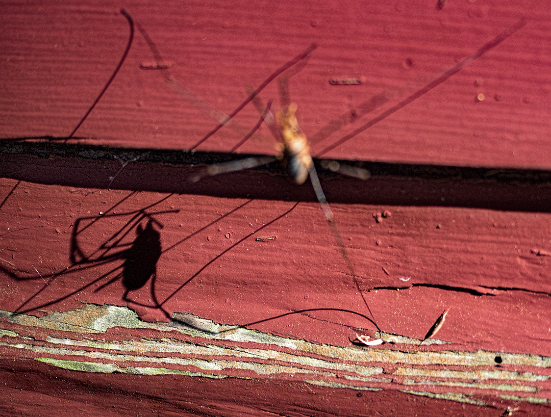 Shadow of a daddy long legs