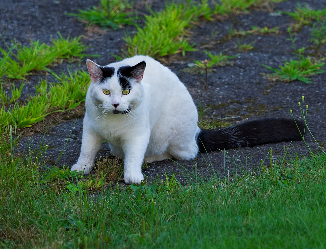 Cat with attitude