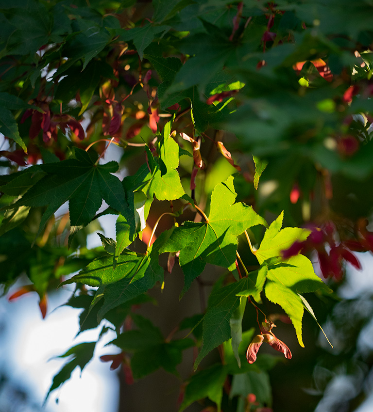 Hints of autumn