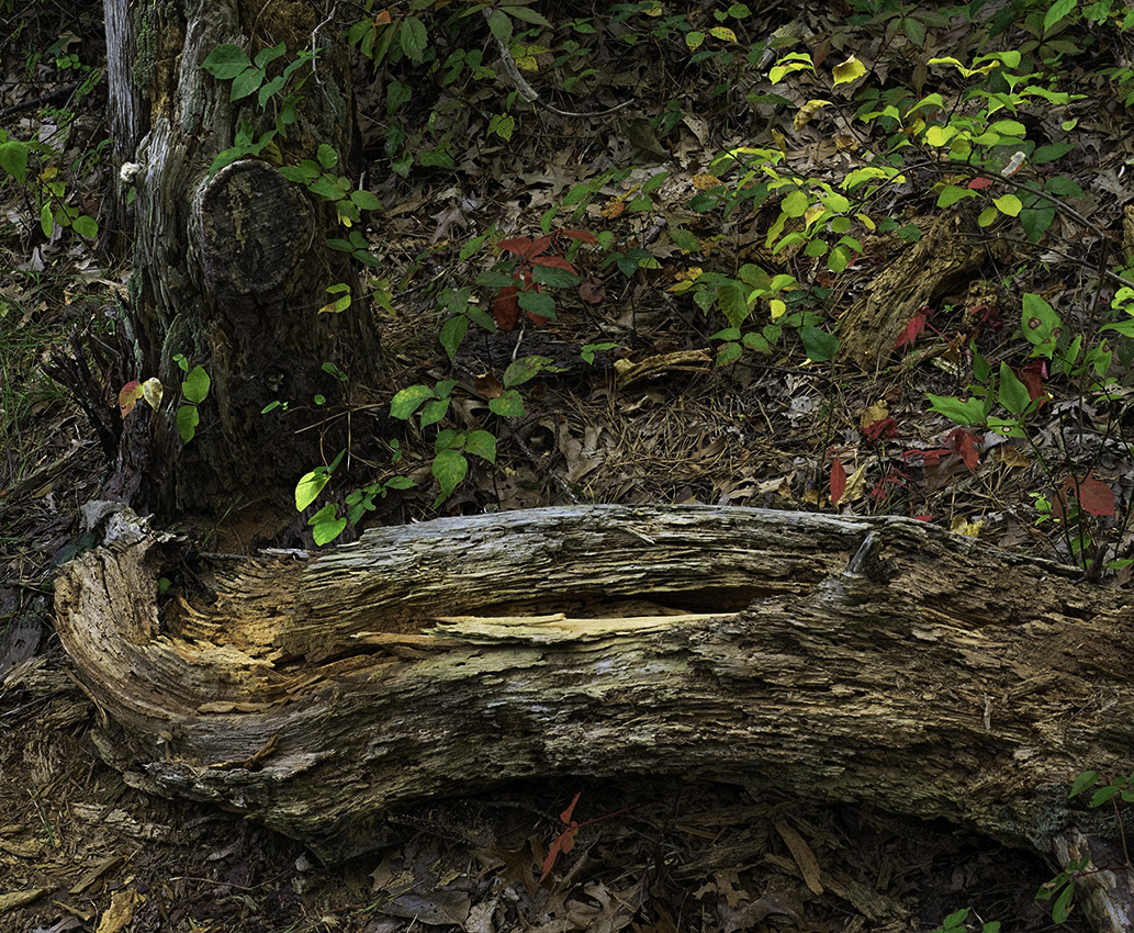 Button Bush Trail