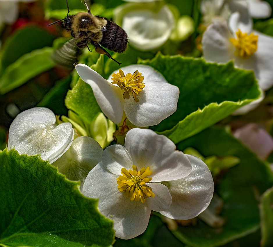 Scouting for nectar. 