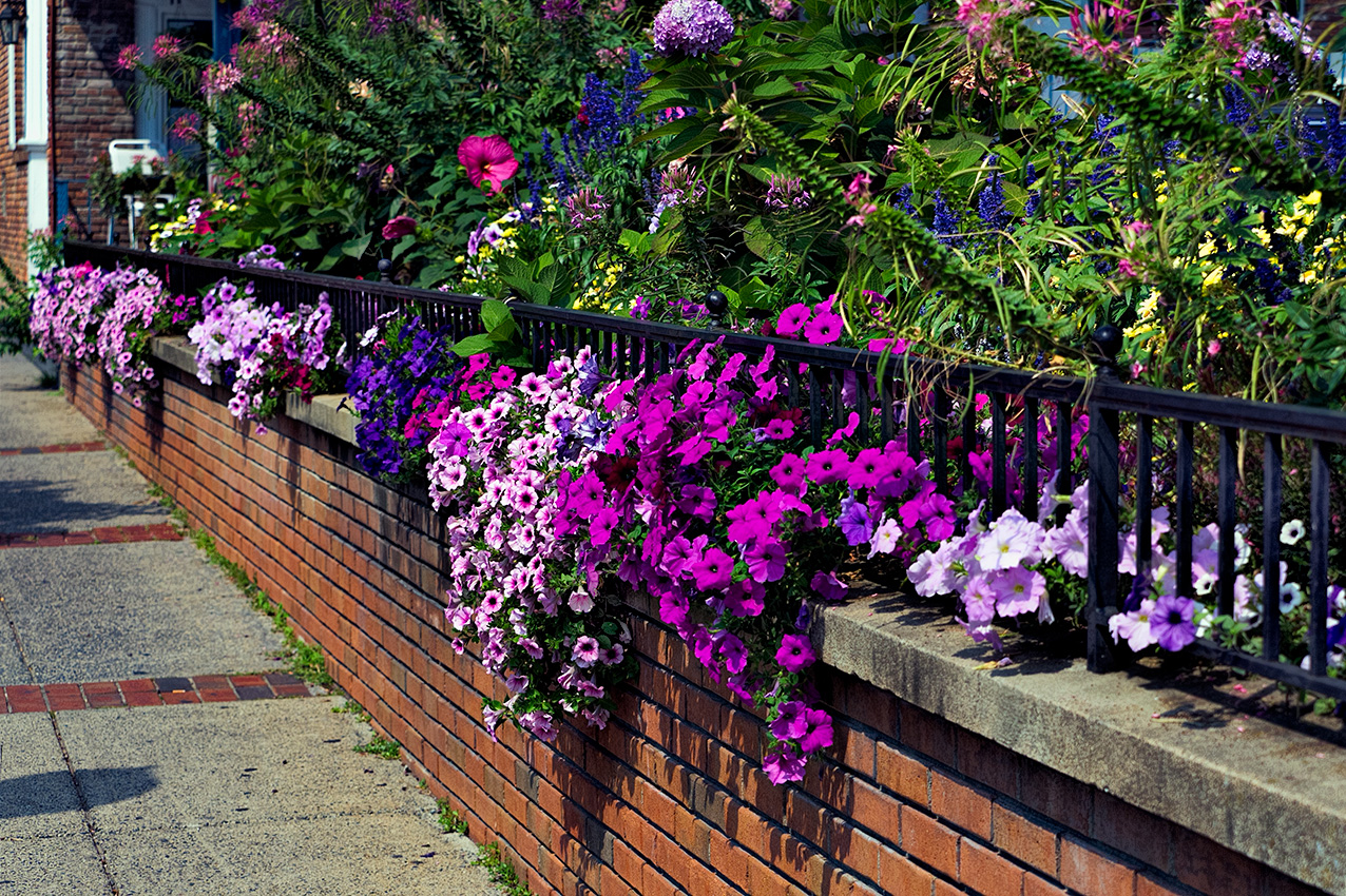 Wall of flowers