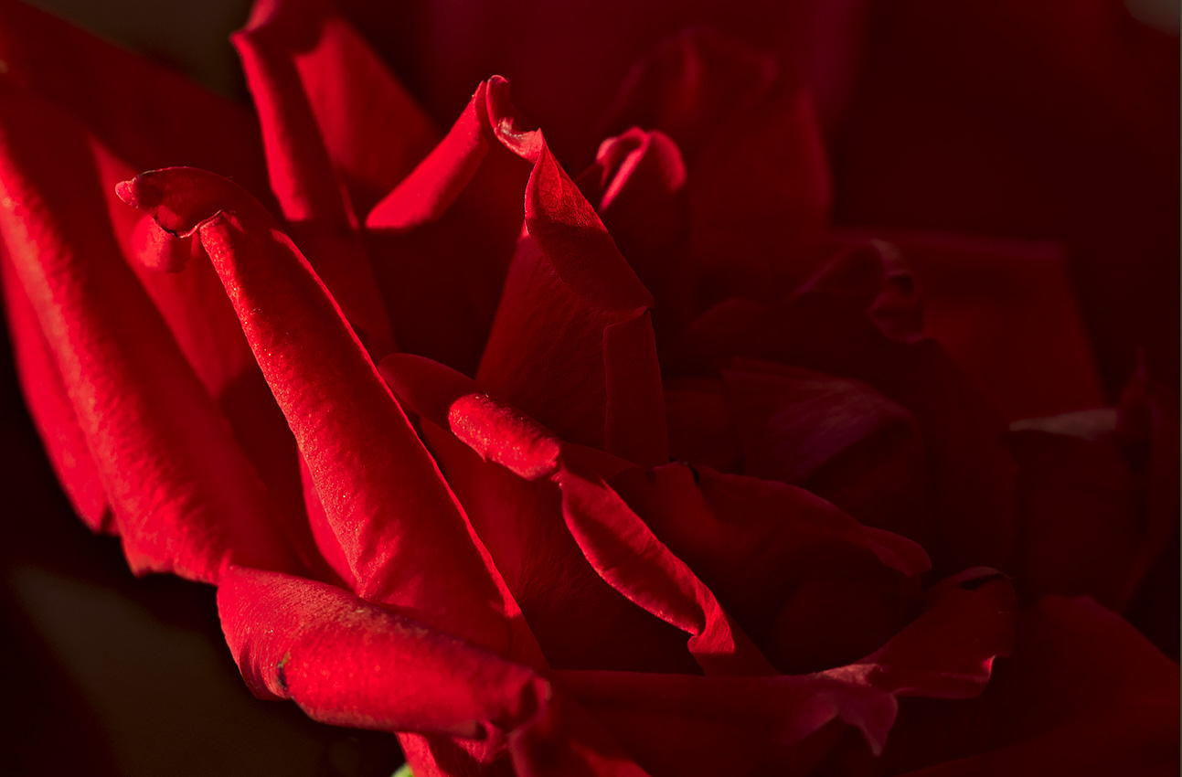 Sunlight on a rose.