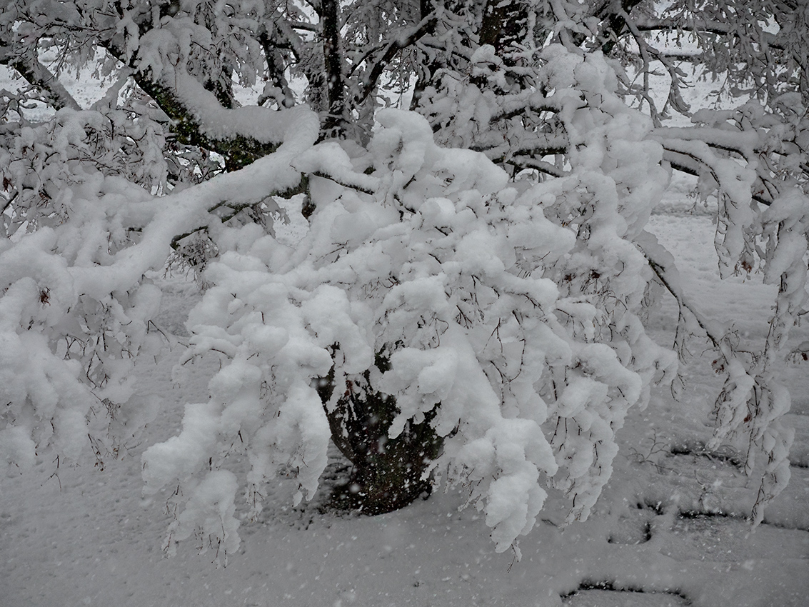 Japanese Maple in winter storm