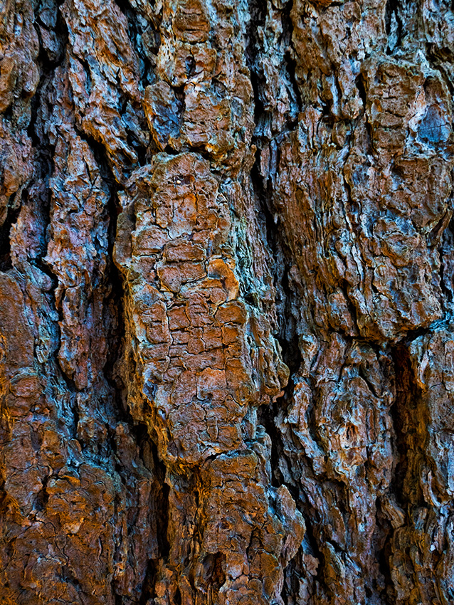 Tree trunk