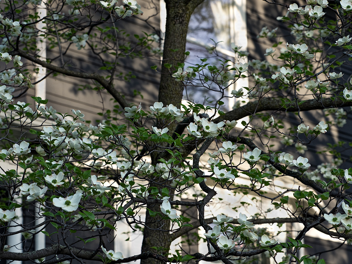 Spring in my neighborhood