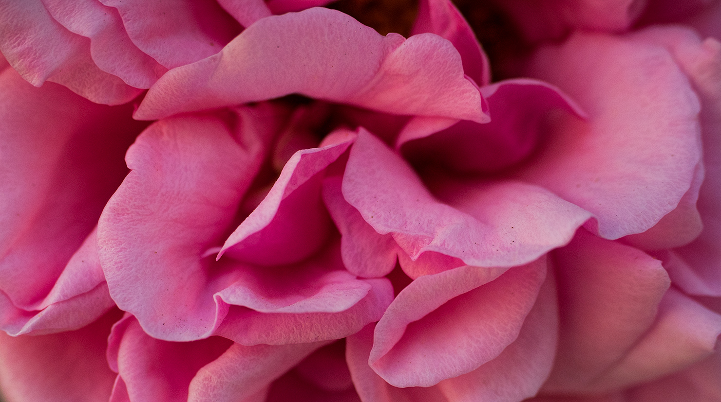Essence of a rose.