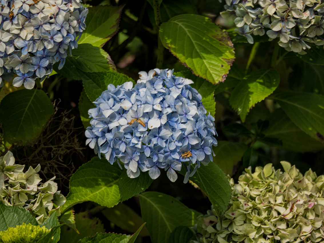 Dying beauty