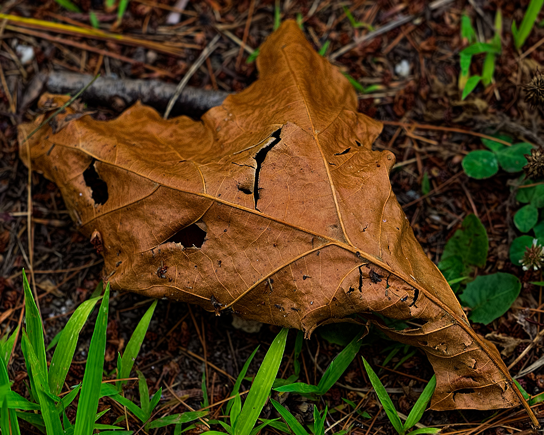 Fallen leaf