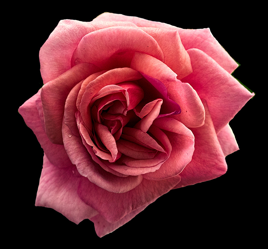 Last rose of autumn