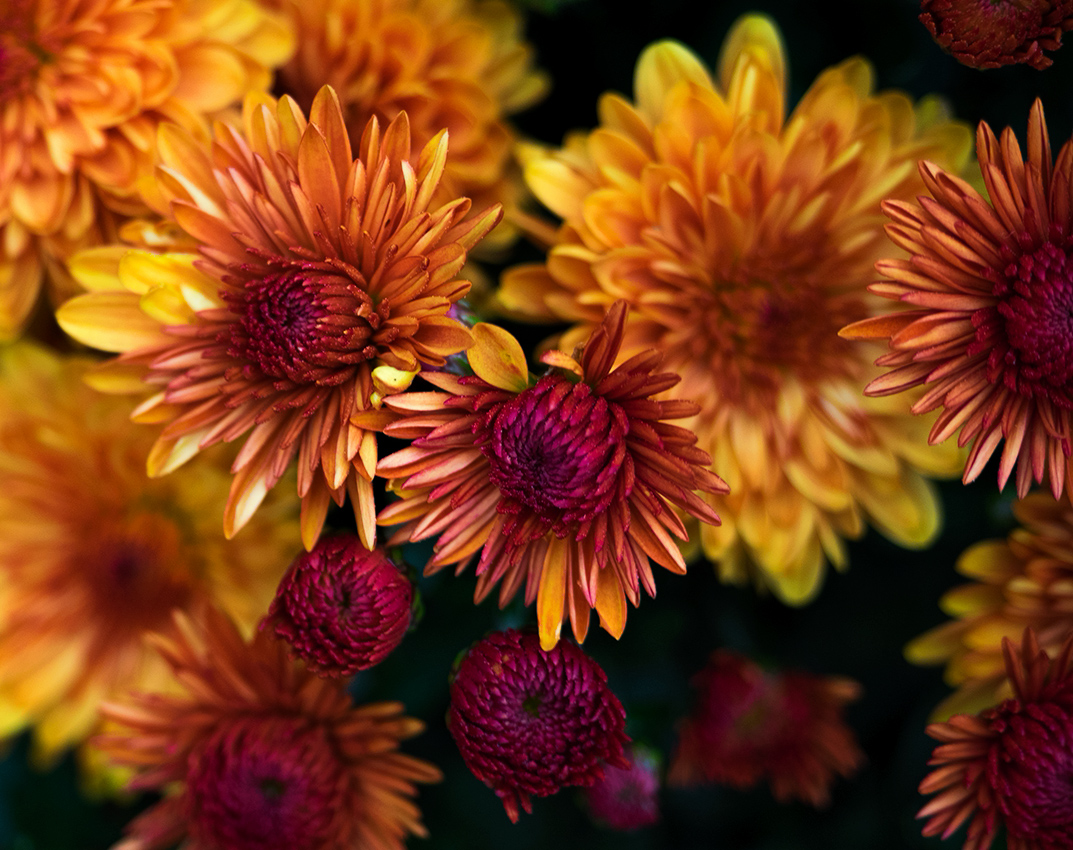 October at Elizabeth Park