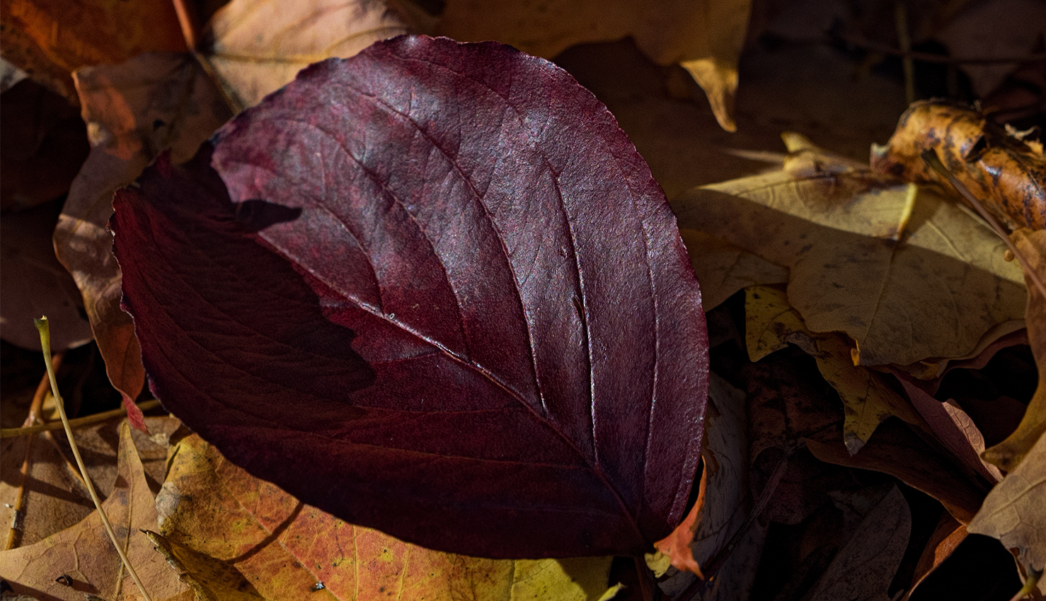 Leaf at rest
