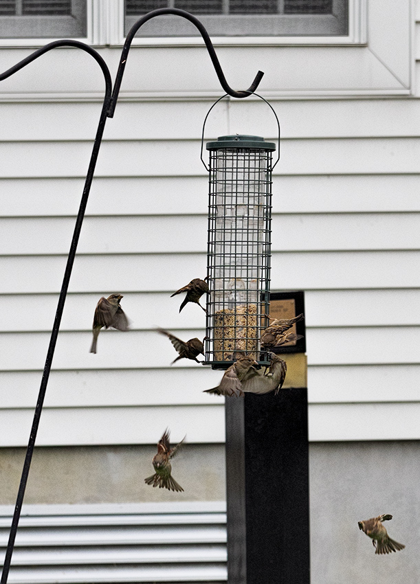 Bird feeder