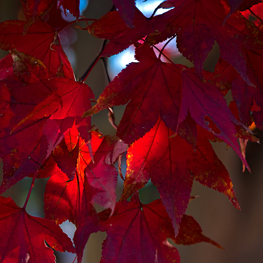 Autumn in Connecticut