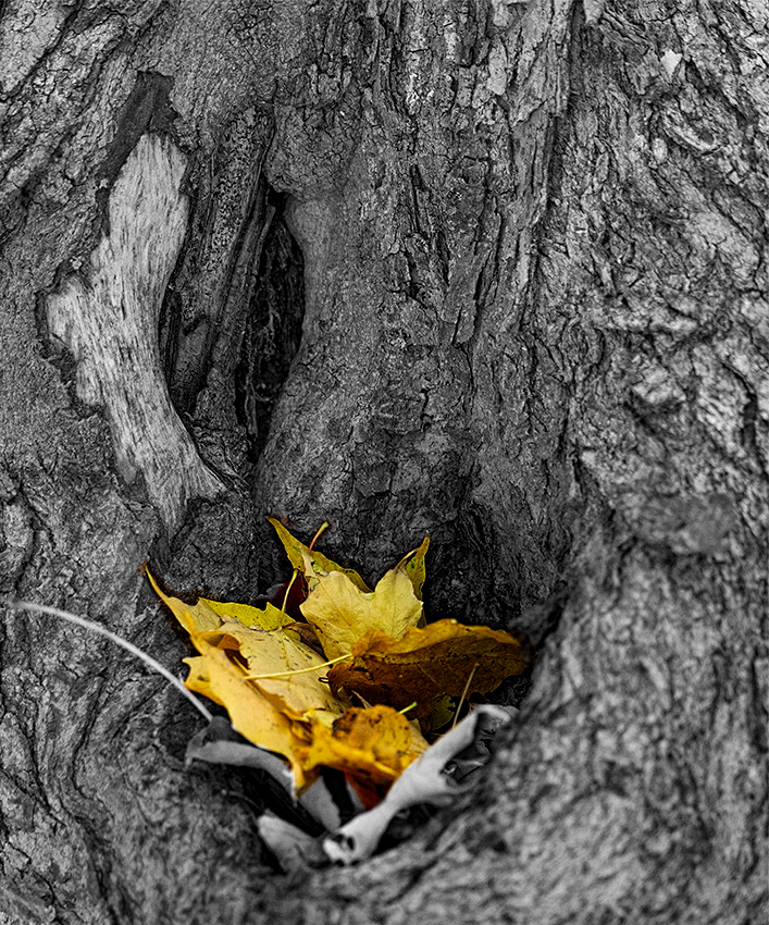 Nestled in