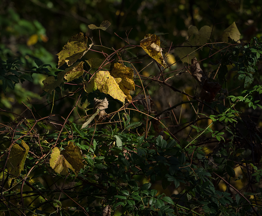 Autumn in Connecticut