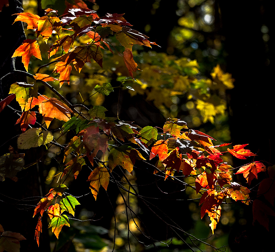 Autumn in Connecticut