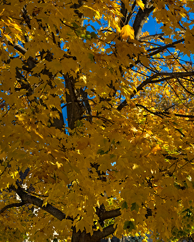 Autumn in Connecticut