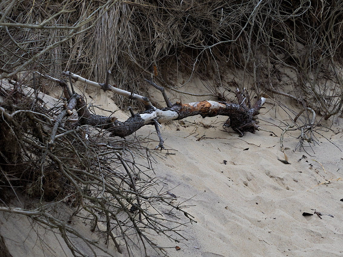 Fallen branch