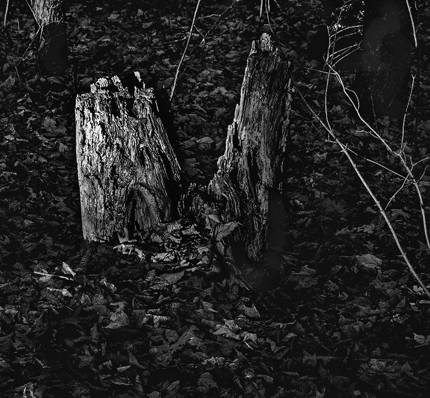 Tree stump in B&W