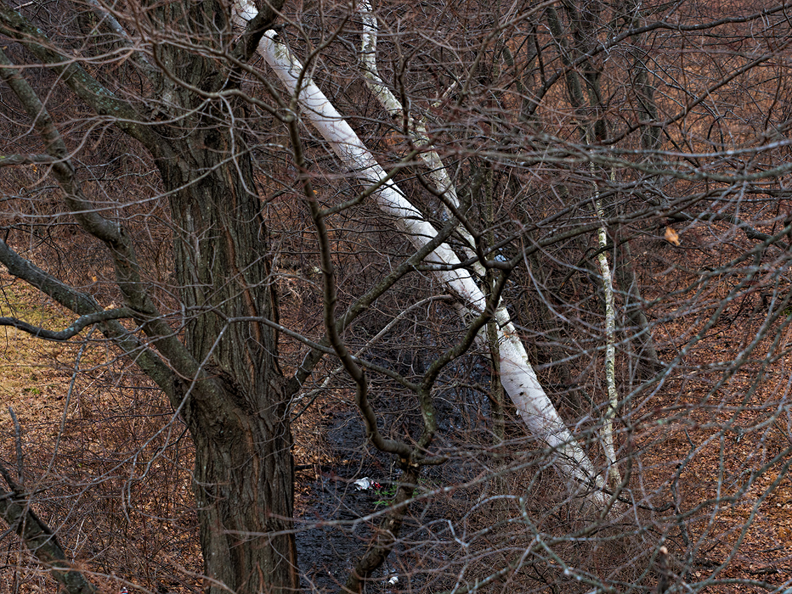 Leaning birch