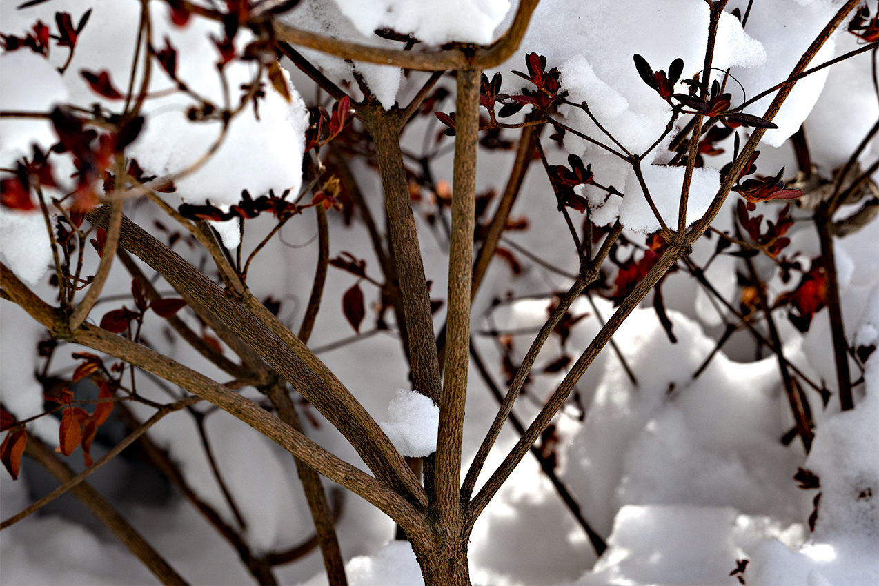 Winter colors and textures