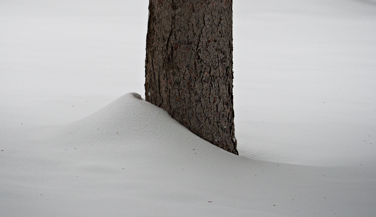 Snow & tree trunk - February in Connecticut