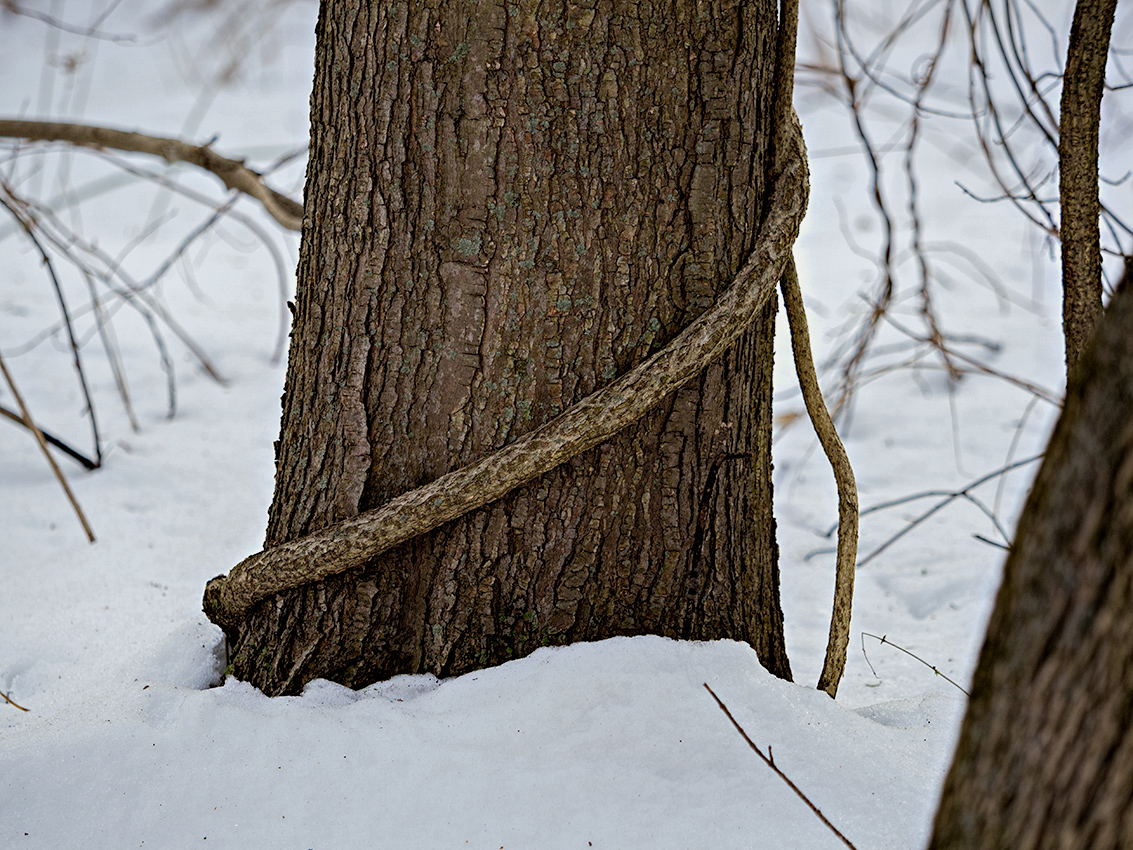 Coiled - February in Connecticut