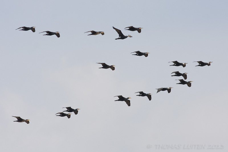 Aalscholver / Great Cormorant