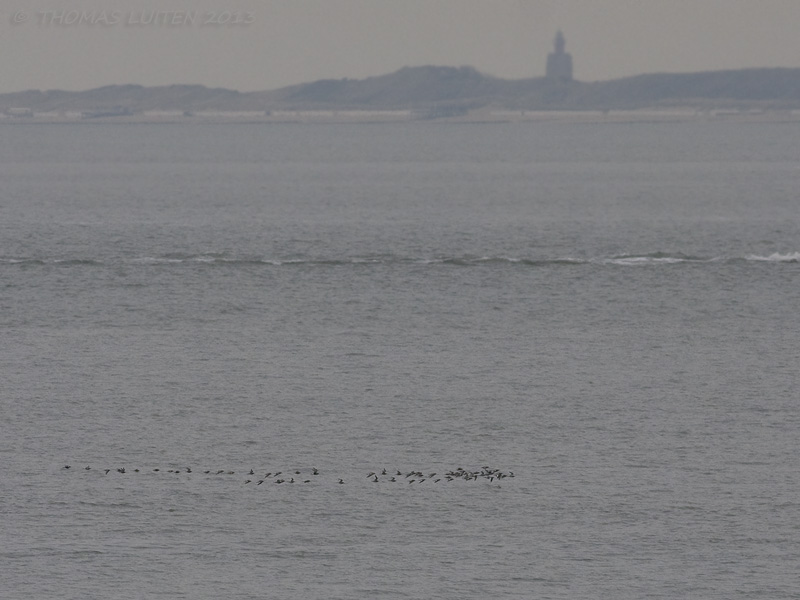 steltlopers / waders