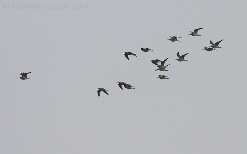 Groenpootruiter / Common Greenshank
