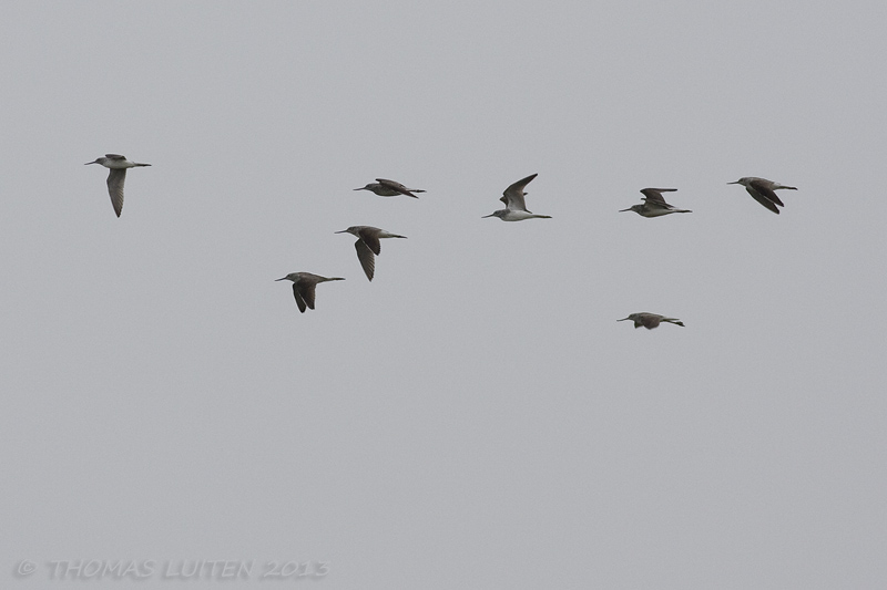 Groenpootruiter / Common Greenshank