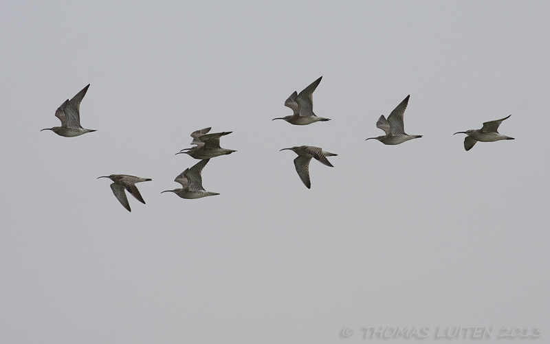 Regenwulp / Whimbrel