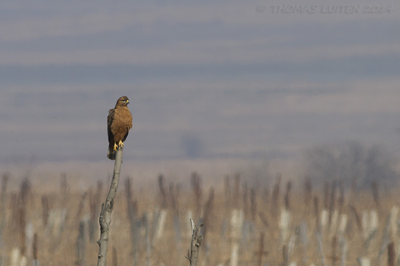 Steppebuizerd - Steppe Buzzard