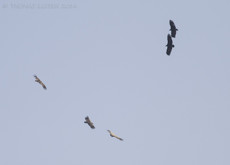 Vale Gier - Griffon Vulture