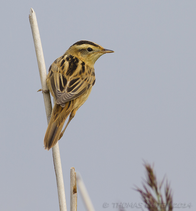 Waterrietzanger / Aquatic Warbler