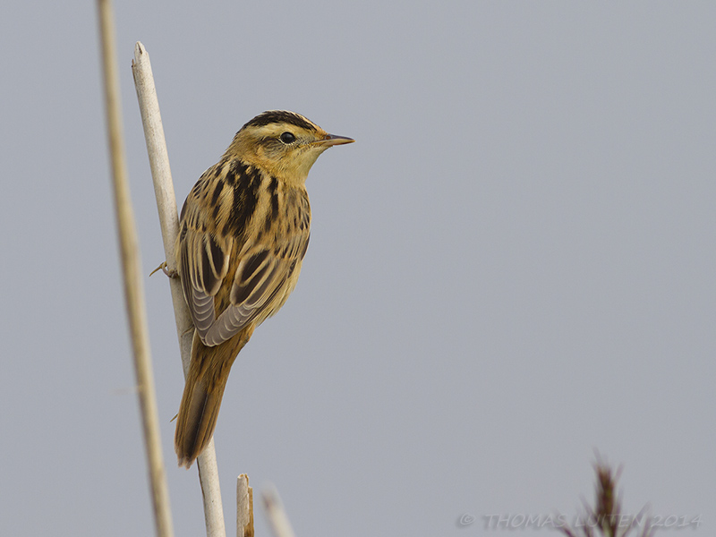 Waterrietzanger / Aquatic Warbler