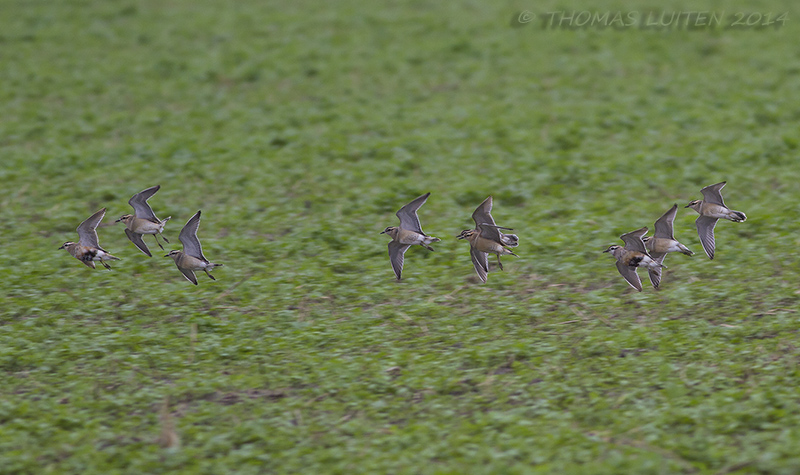 Morinelplevier / Eurasian Dotterel