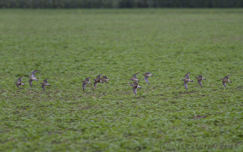 Morinelplevier / Eurasian Dotterel