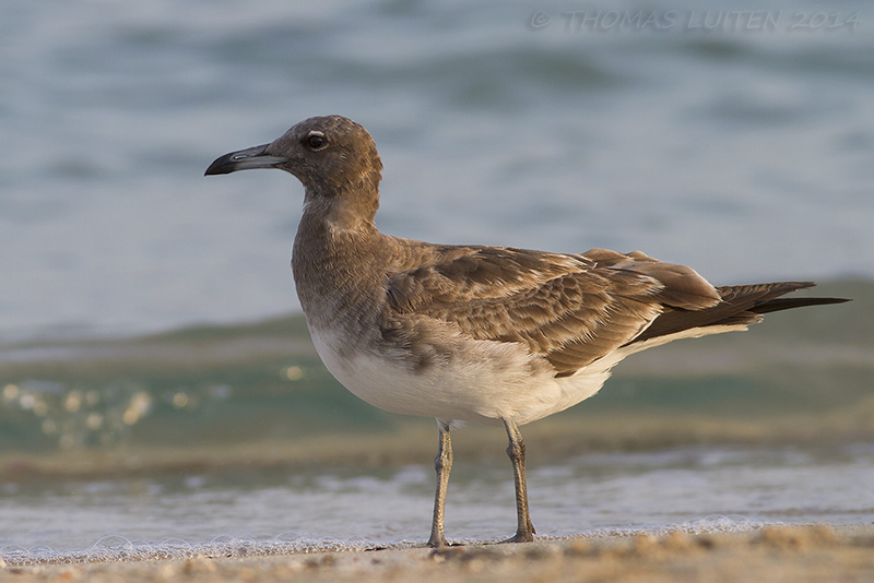 Hemprichs Meeuw / Sooty Gull