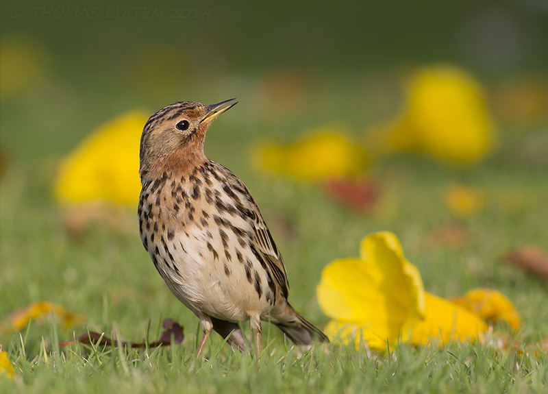 Roodkeelpieper / Red-throated Pipit