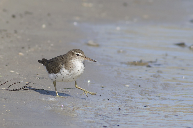 Amerikaanse Oeverloper / Spotted Sandpiper