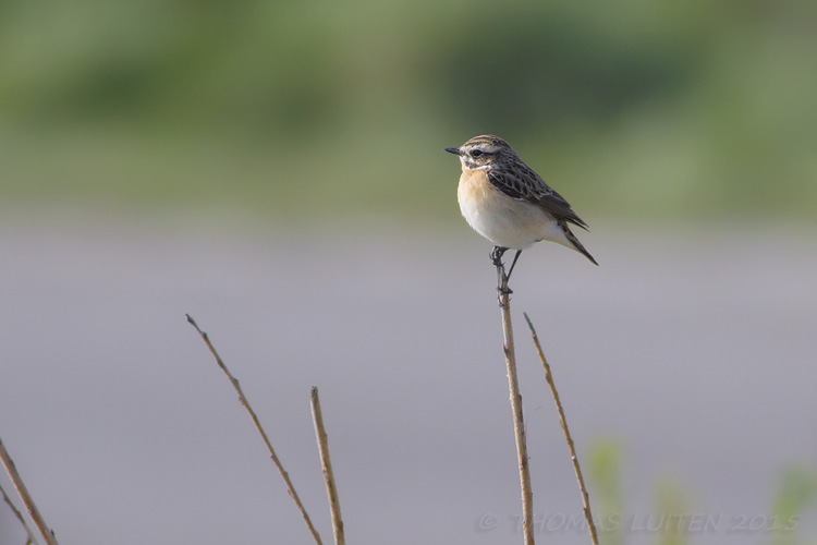 Paapje / Whinchat