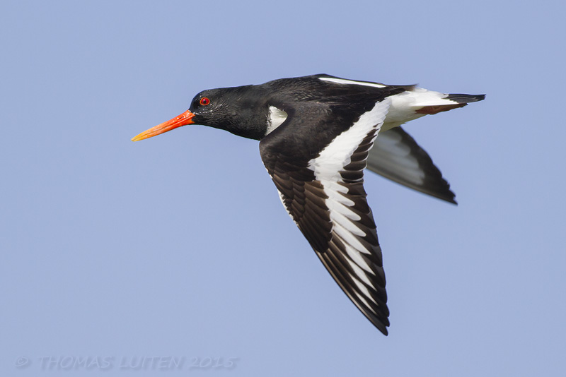 Scholekster / Oystercatcher