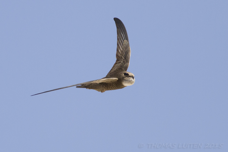 Vale Gierzwaluw / Pallid Swift