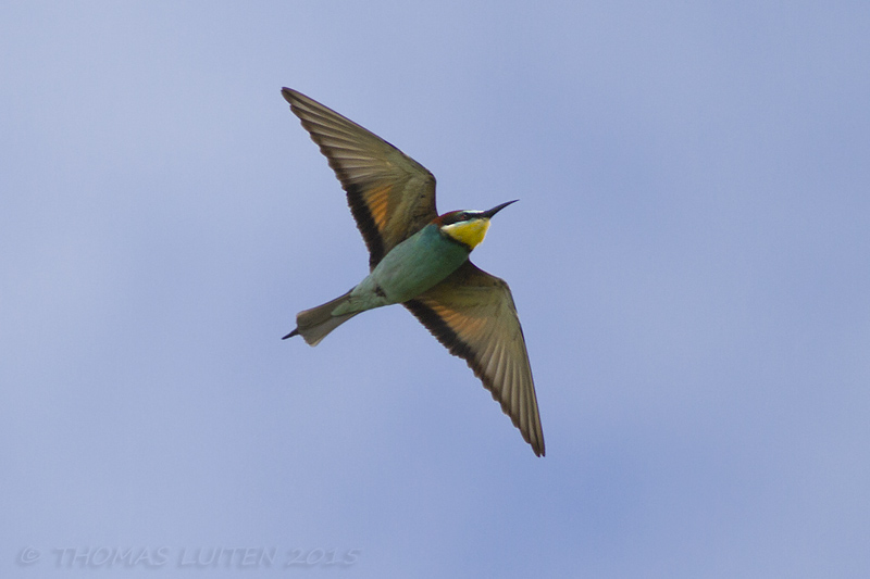 Bijeneter / European Bee-eater